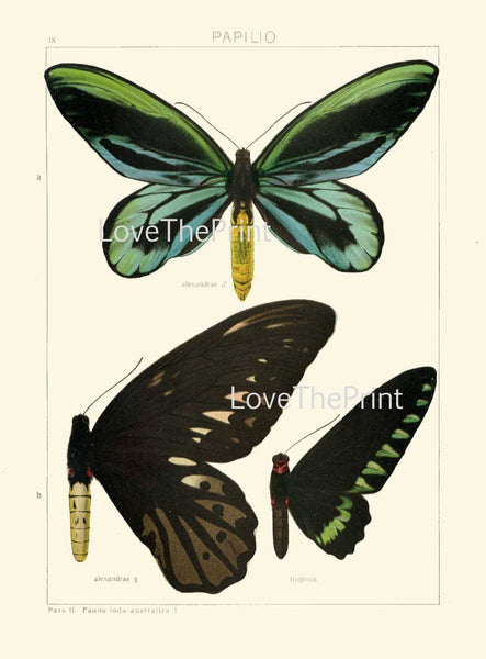 BUTTERFLY PRINT SEITZ  Botanical Art Print 20 Beautiful  Blue Green Butterflies Alexandrae Trojanus