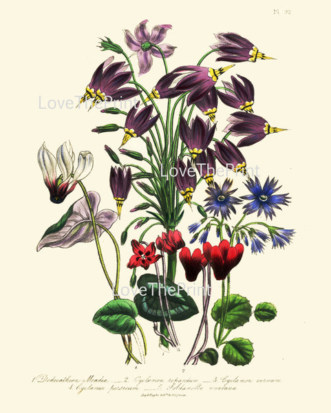 BOTANICAL PRINT Loudon Flower  Botanical Art Print 71 Beautiful Red Blue Antique Cyclamen Flowers Garden