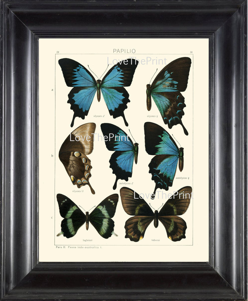 BUTTERFLY PRINT SEITZ  Botanical Art Print 11 Beautiful  Blue Green Butterflies Ulysses, Autolycus, Laglaizei Summer Garden Nature