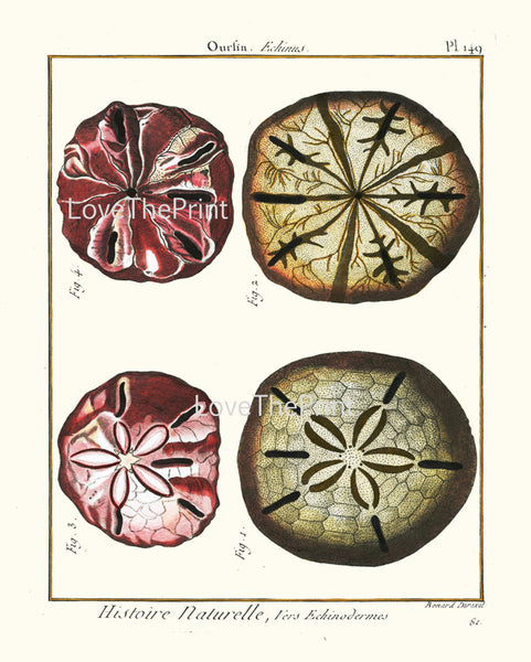 SAND DOLLAR PRINT Lamarck Marine  Art Print 17 Beautiful Antique Sand Dollars Home Decor to Frame Sea Ocean Nature Natural Science