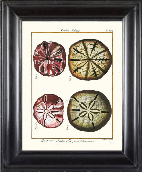 SAND DOLLAR PRINT Lamarck Marine  Art Print 17 Beautiful Antique Sand Dollars Home Decor to Frame Sea Ocean Nature Natural Science