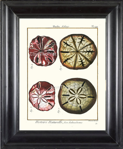 SAND DOLLAR PRINT Lamarck Marine  Art Print 17 Beautiful Antique Sand Dollars Home Decor to Frame Sea Ocean Nature Natural Science