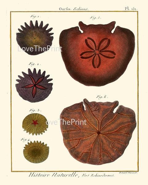 SAND DOLLAR PRINT Lamarck Marine  Art Print 13 Beautiful Antique Sand Dollars Home Decor to Frame Sea Ocean Nature Natural Science