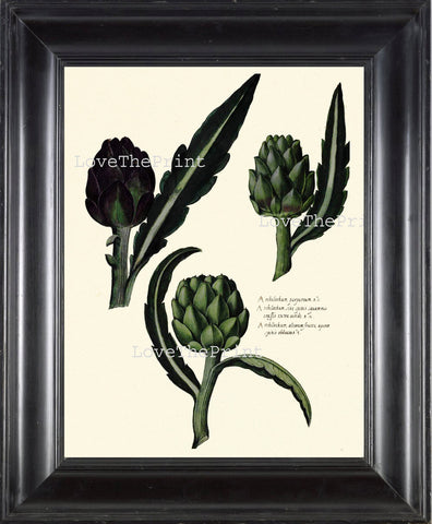 ITALIAN VEGETABLE Garden Aldrovandi  Art Print 43 Botanical Antique Beautiful Artishok Plant Home Decoration