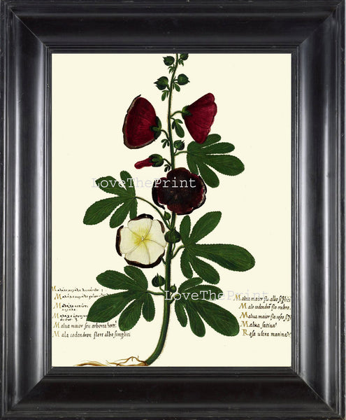 ITALIAN VEGETABLE Garden Aldrovandi  Art Print 41 Botanical Antique Beautiful Hollyhock Flower Plant Home Decoration