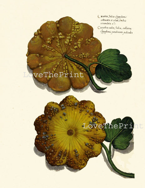 ITALIAN VEGETABLE Garden Aldrovandi  Art Print 17 Botanical Antique Beautiful Squash Plant Home Decoration