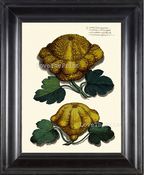 ITALIAN VEGETABLE Garden Aldrovandi  Art Print 24 Botanical Antique Beautiful Squash Pumpkin Plant to Frame Home Decor