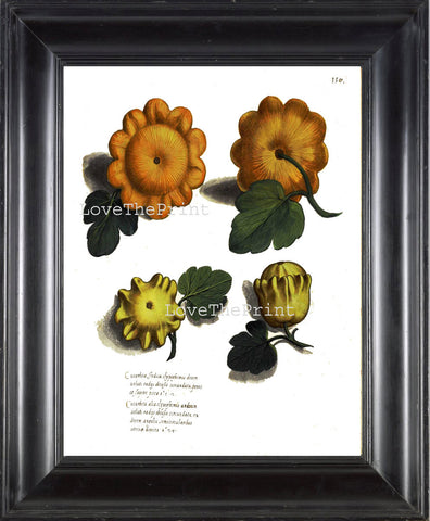 ITALIAN VEGETABLE Garden Aldrovandi  Art Print 23 Botanical Antique Beautiful Baby Squash Pumpkin Plant to Frame Home Decor