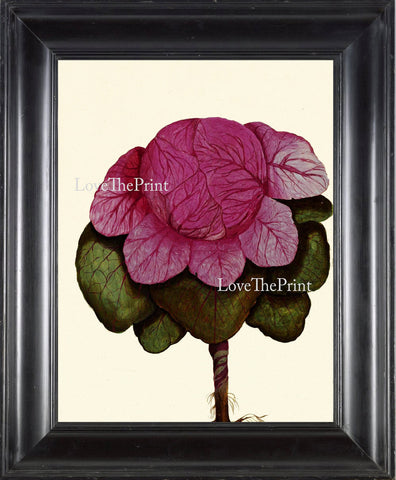 ITALIAN VEGETABLE Garden Aldrovandi  Art Print 42 Botanical Antique Beautiful Red Cabbage Plant Home Decoration