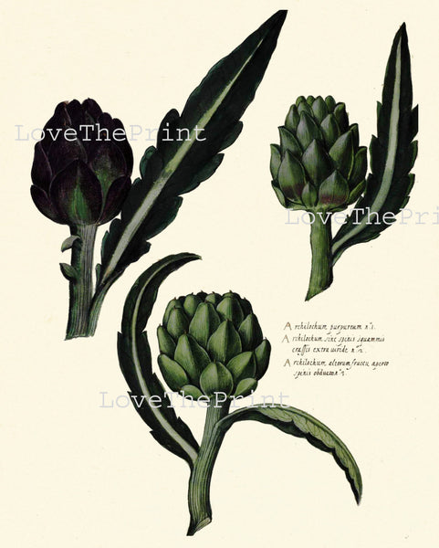 ITALIAN VEGETABLE Garden Aldrovandi  Art Print 43 Botanical Antique Beautiful Artishok Plant Home Decoration