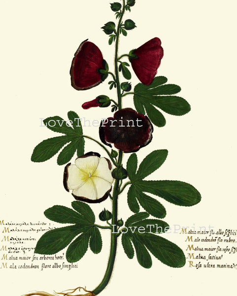 ITALIAN VEGETABLE Garden Aldrovandi  Art Print 41 Botanical Antique Beautiful Hollyhock Flower Plant Home Decoration
