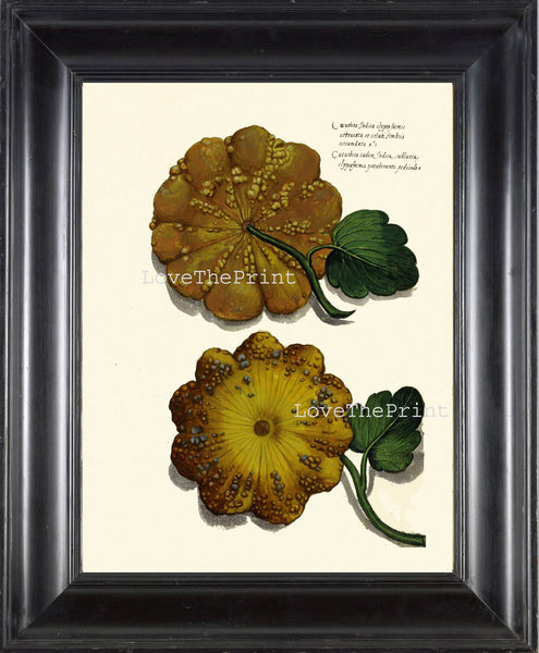 ITALIAN VEGETABLE Garden Aldrovandi  Art Print 17 Botanical Antique Beautiful Squash Plant Home Decoration
