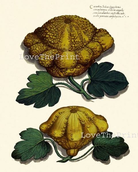 ITALIAN VEGETABLE Garden Aldrovandi  Art Print 24 Botanical Antique Beautiful Squash Pumpkin Plant to Frame Home Decor