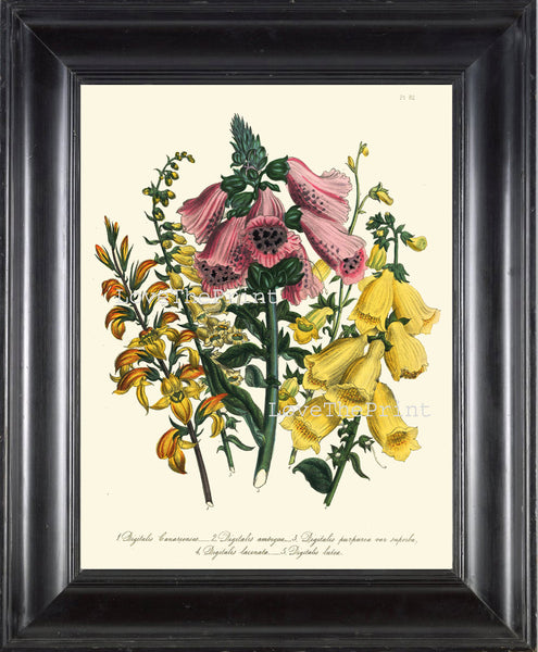 BOTANICAL PRINT Loudon Flower  Botanical Art Print 70 Beautiful Antique Foxglove Plant Garden Pink Yellow