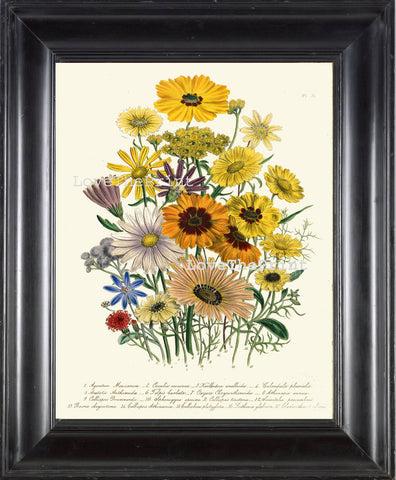 BOTANICAL PRINT Loudon Flower  Botanical Art Print 30 Beautiful Antique Calendula Flowers Plant Garden Pink Yellow