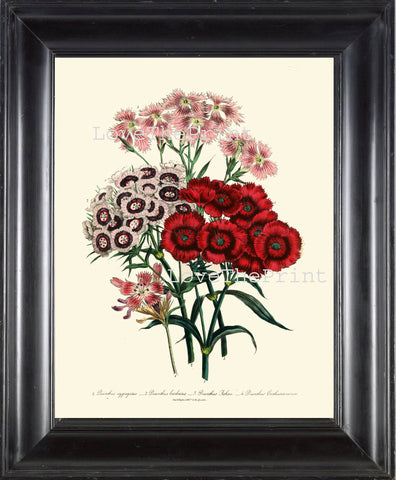 BOTANICAL PRINT Loudon Flower  Botanical Art Print 47 Beautiful Dianthus Aggregatus Bouquet Pink White Red Spring Garden