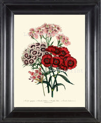 BOTANICAL PRINT Loudon Flower  Botanical Art Print 47 Beautiful Dianthus Aggregatus Bouquet Pink White Red Spring Garden