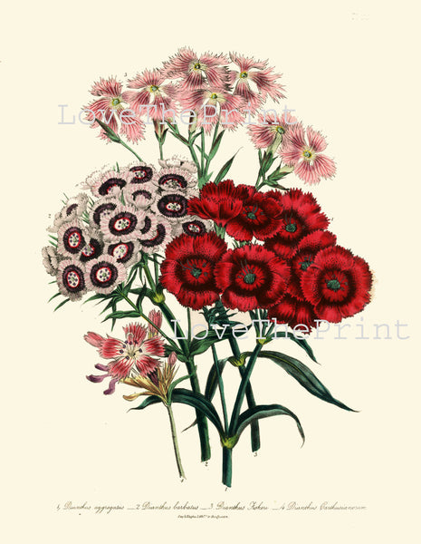 BOTANICAL PRINT Loudon Flower  Botanical Art Print 47 Beautiful Dianthus Aggregatus Bouquet Pink White Red Spring Garden