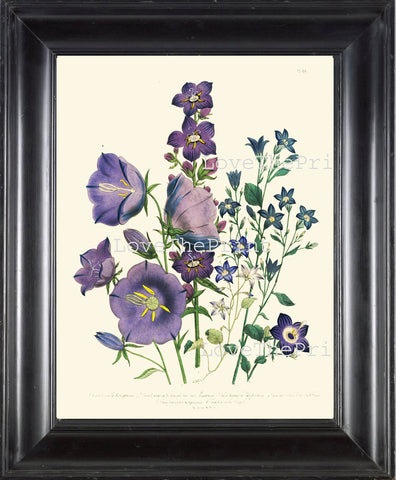 BOTANICAL PRINT Loudon Flower  Botanical Art Print 62 Beautiful Campanula Bouquet Blue Violet Purple Spring Garden