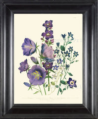 BOTANICAL PRINT Loudon Flower  Botanical Art Print 62 Beautiful Campanula Bouquet Blue Violet Purple Spring Garden