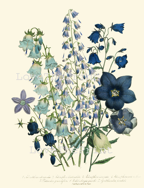 BOTANICAL PRINT Loudon Flower  Botanical Art Print 60 Beautiful Bell Flowers Blue Violet Purple Adenophora denticulata Spring Garden