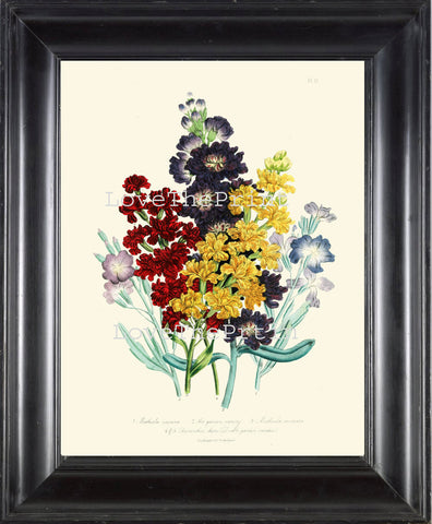 BOTANICAL PRINT Loudon Flower  Botanical Art Print 74 Beautiful Sea Stock Bouquet Sea Stock Blue Yellow Red Spring Garden