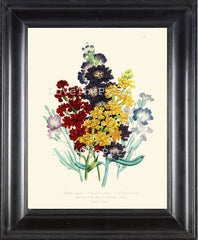 BOTANICAL PRINT Loudon Flower  Botanical Art Print 74 Beautiful Sea Stock Bouquet Sea Stock Blue Yellow Red Spring Garden