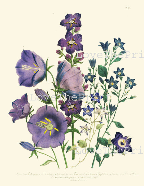 BOTANICAL PRINT Loudon Flower  Botanical Art Print 62 Beautiful Campanula Bouquet Blue Violet Purple Spring Garden