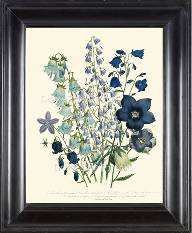 BOTANICAL PRINT Loudon Flower  Botanical Art Print 60 Beautiful Bell Flowers Blue Violet Purple Adenophora denticulata Spring Garden