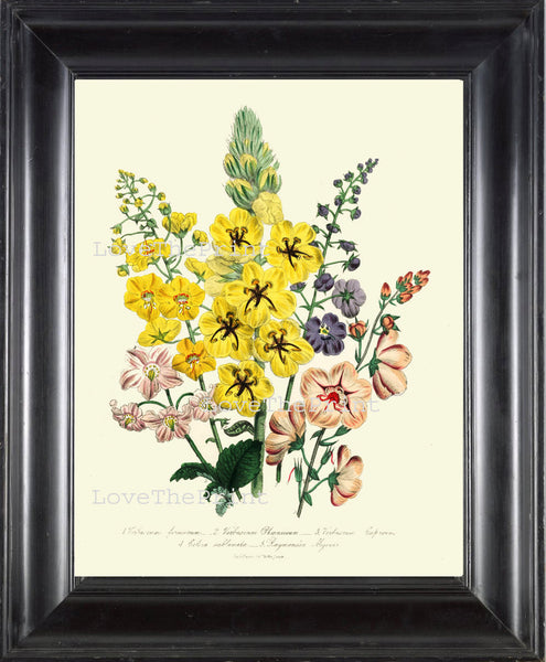 BOTANICAL PRINT Loudon Flower  Botanical Art Print 73 Beautiful Yellow Antique Flowers Delphinium Wildlowers Garden