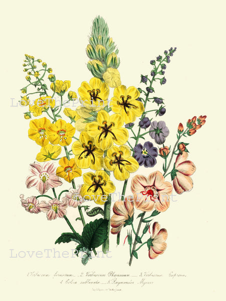 BOTANICAL PRINT Loudon Flower  Botanical Art Print 73 Beautiful Yellow Antique Flowers Delphinium Wildlowers Garden