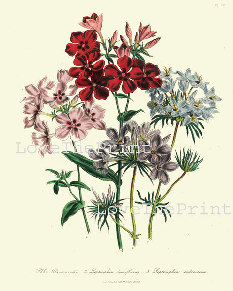 BOTANICAL PRINT Loudon Flower  Botanical Art Print 39 Beautiful Blue Pink Red Phlox Antique Flowers Wildlowers Garden