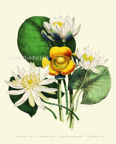 BOTANICAL PRINT Loudon Flower  Botanical Art Print 56 Beautiful White Yellow Antique Lotus Water Lily Lake Nature Flowers