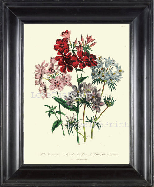 BOTANICAL PRINT Loudon Flower  Botanical Art Print 39 Beautiful Blue Pink Red Phlox Antique Flowers Wildlowers Garden