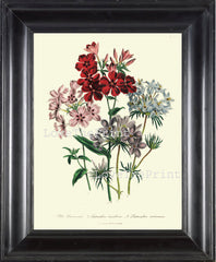 BOTANICAL PRINT Loudon Flower  Botanical Art Print 39 Beautiful Blue Pink Red Phlox Antique Flowers Wildlowers Garden
