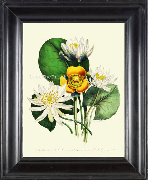 BOTANICAL PRINT Loudon Flower  Botanical Art Print 56 Beautiful White Yellow Antique Lotus Water Lily Lake Nature Flowers