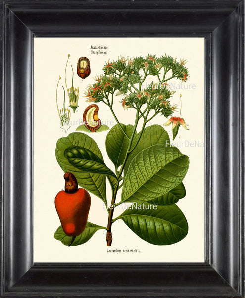 Cashew Nut Anacardium Botanical Herb Art Print 21 Kohler 8x10 Beautiful Antique Cashew Plant Chart Green Leaves Garcen Food Nature to Frame