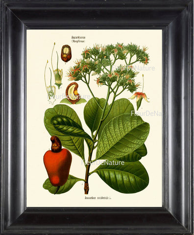 Cashew Nut Anacardium Botanical Herb Art Print 21 Kohler 8x10 Beautiful Antique Cashew Plant Chart Green Leaves Garcen Food Nature to Frame