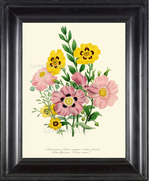 BOTANICAL PRINT Loudon Flower  Botanical Art Print 11 Beautiful Pink Yellow Antique Cistus formosus Flowers Garden