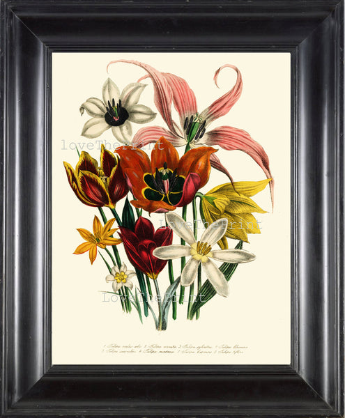 BOTANICAL PRINT Loudon Flower  Botanical Art Print 14 Beautiful Pink Lily Red Tulip Yellow Antique Flowers Garden