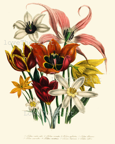 BOTANICAL PRINT Loudon Flower  Botanical Art Print 14 Beautiful Pink Lily Red Tulip Yellow Antique Flowers Garden
