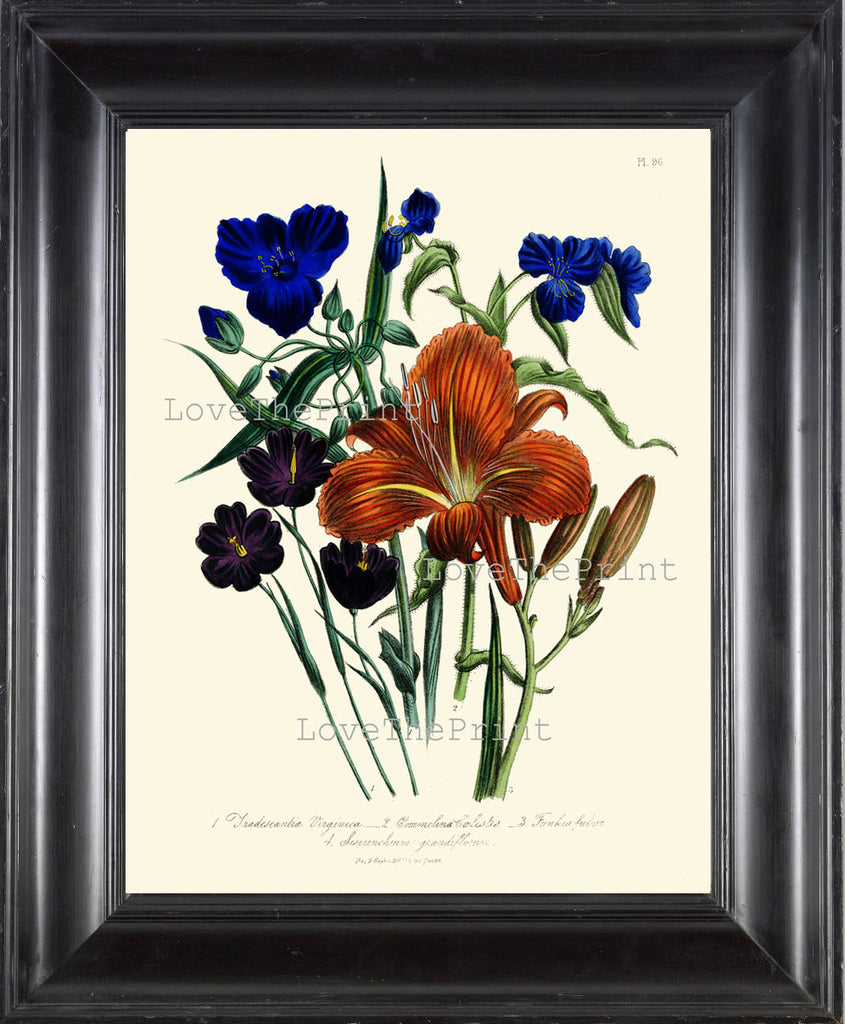 BOTANICAL PRINT Loudon Flower  Botanical Art Print 15 Beautiful Tiger Lily Blue Antique Flowers Garden