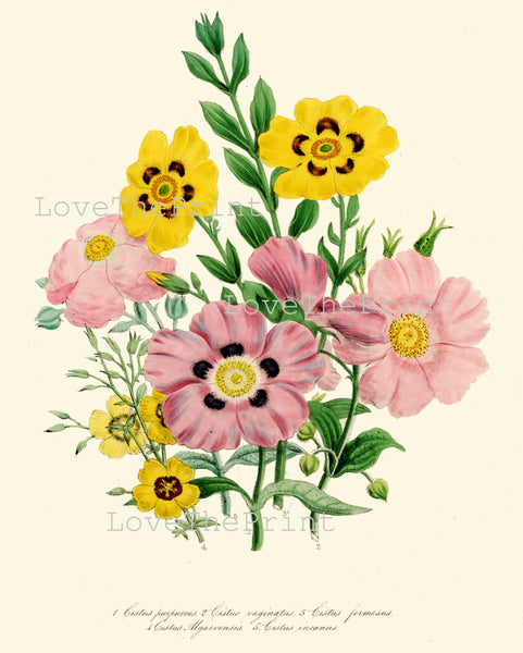 BOTANICAL PRINT Loudon Flower  Botanical Art Print 11 Beautiful Pink Yellow Antique Cistus formosus Flowers Garden