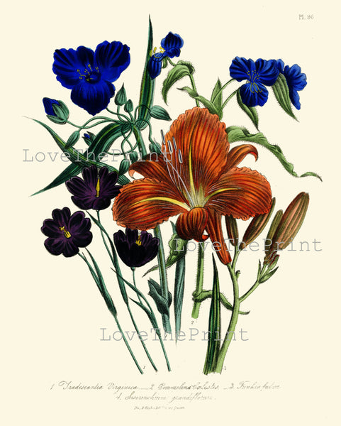 BOTANICAL PRINT Loudon Flower  Botanical Art Print 15 Beautiful Tiger Lily Blue Antique Flowers Garden