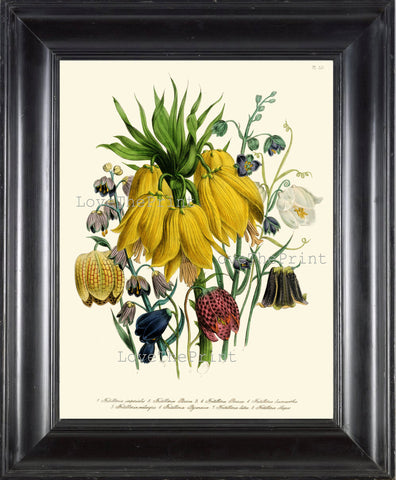 BOTANICAL PRINT Loudon Flower  Botanical Art Print 61 Beautiful Blue Yellow Antique Fritilloria Persica Flowers Garden Nature Plant