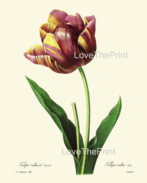 BOTANICAL PRINT Redoute Flower  Botanical Art Print 13 Beautiful Tulip Flower Plant Garden Nature to Frame Home Decor