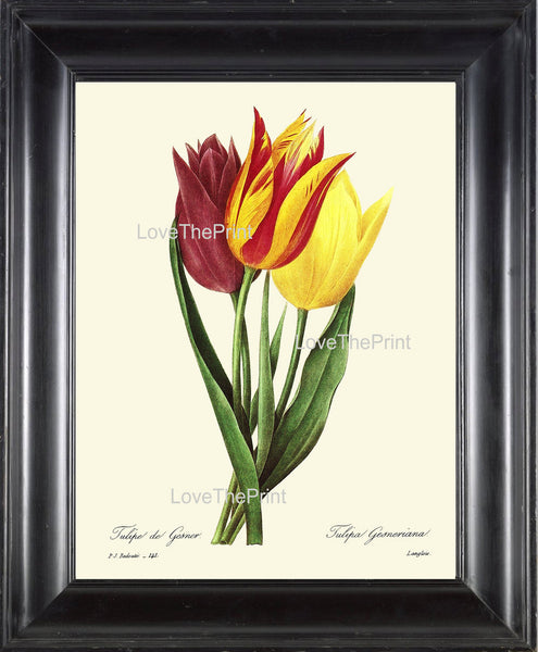 BOTANICAL PRINT Redoute Flower  Botanical Art Print 14 Beautiful Tulip Flower Plant Garden Nature to Frame Home Decor