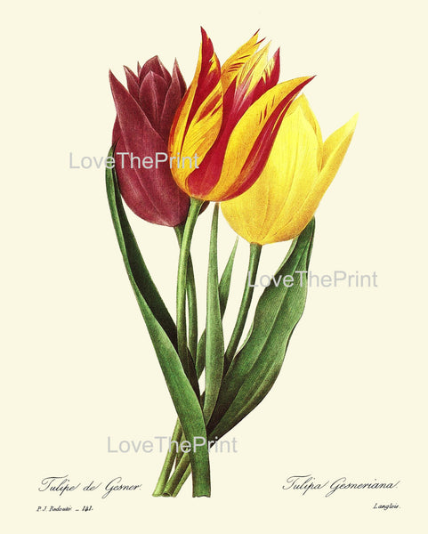 BOTANICAL PRINT Redoute Flower  Botanical Art Print 14 Beautiful Tulip Flower Plant Garden Nature to Frame Home Decor