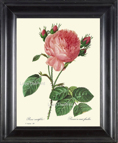 BOTANICAL PRINT Redoute Flower  Botanical Art Print 17 Beautiful Large Pink Rose Plant Garden Nature to Frame Home Decor