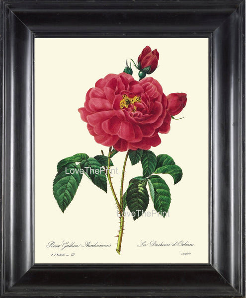 BOTANICAL PRINT Redoute Flower  Botanical Art Print 21 Beautiful Red Rose Plant Garden Nature to Frame Home Decor